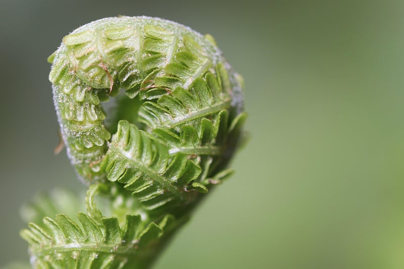Boston Fern
