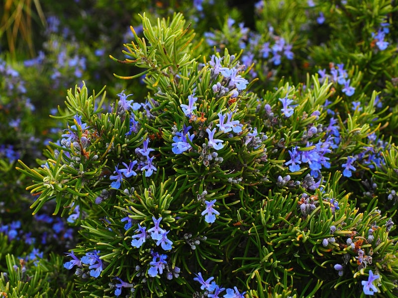 Rosemary in sunlight