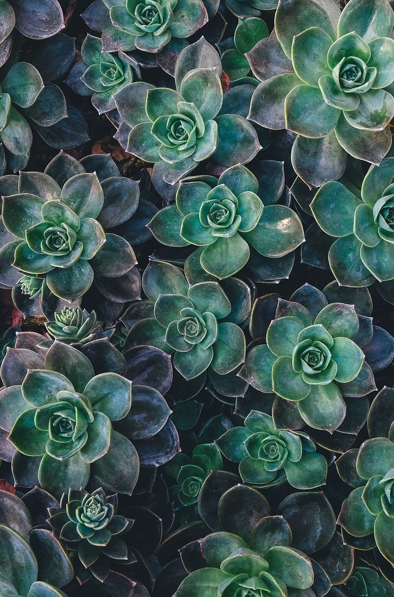 Succulents in sunlight